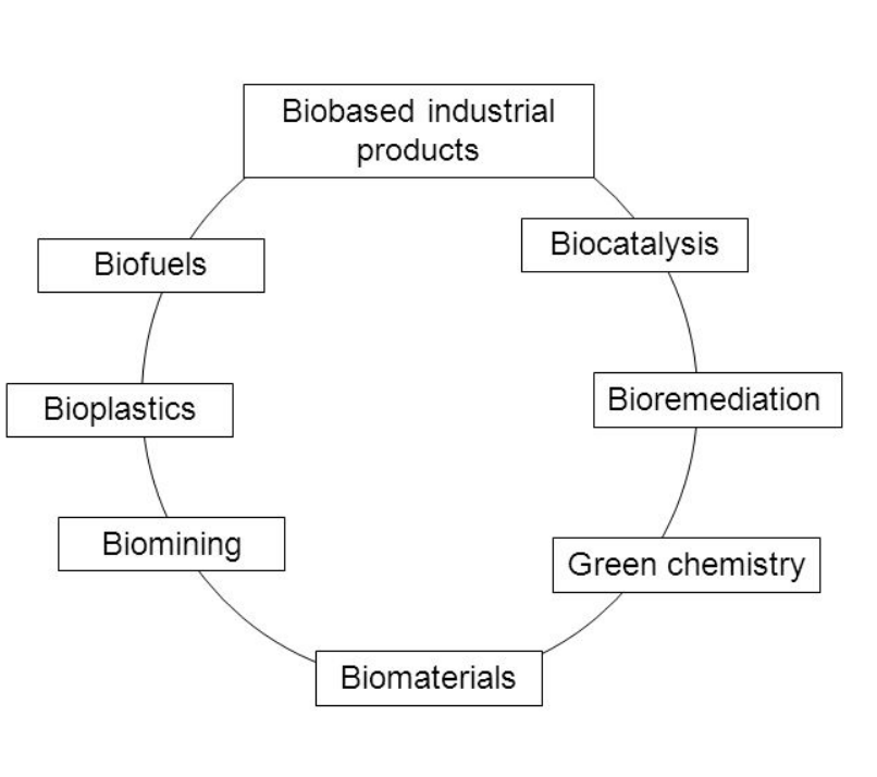 <p>• Use of biological methods in industry </p><p>• Applied by manufacturers of laundry detergents</p><p> • Includes research for new enzymes (proteins that remove oily and protein -based stains) </p><p>• Enzymes that work under extreme conditions (wash temperatures of 20 °C or 90 °C)</p>