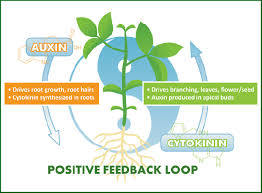 <p>How do auxin and cytokinin interact?</p>