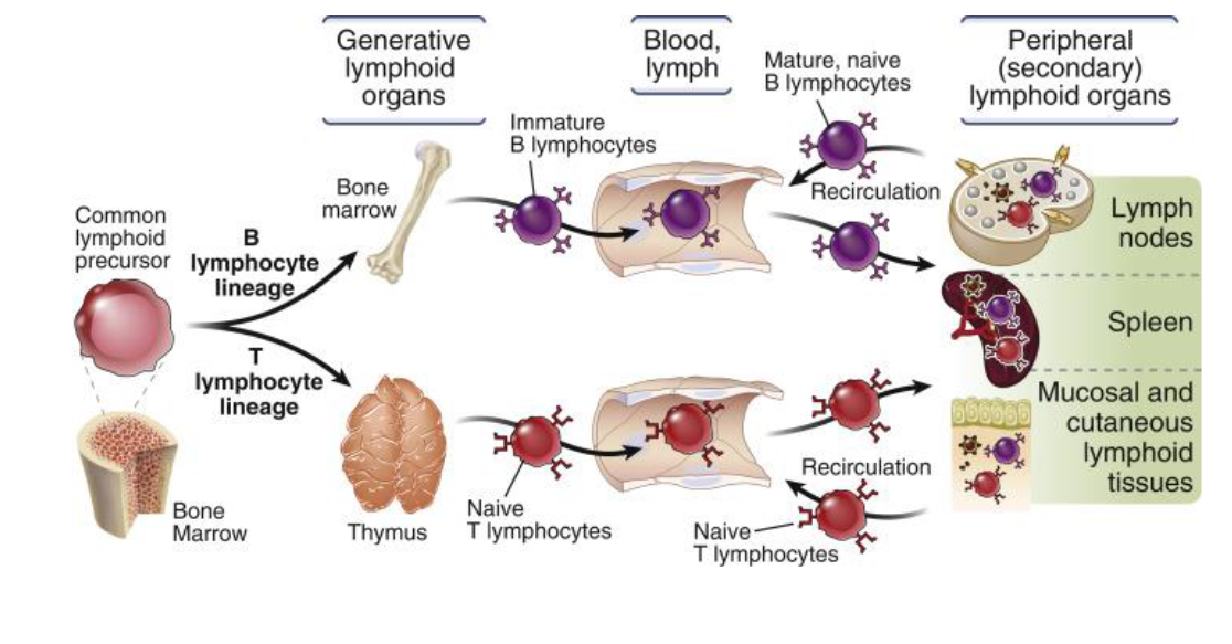 <p>Bone marrow cell —&gt; T lymphocyte goes to Thymus —&gt; move out to blood —&gt; to the <span>peripheral secondary lymphoid organs —&gt; the spleen and the mucosal and cutaneous lymphoid tissue.</span></p>