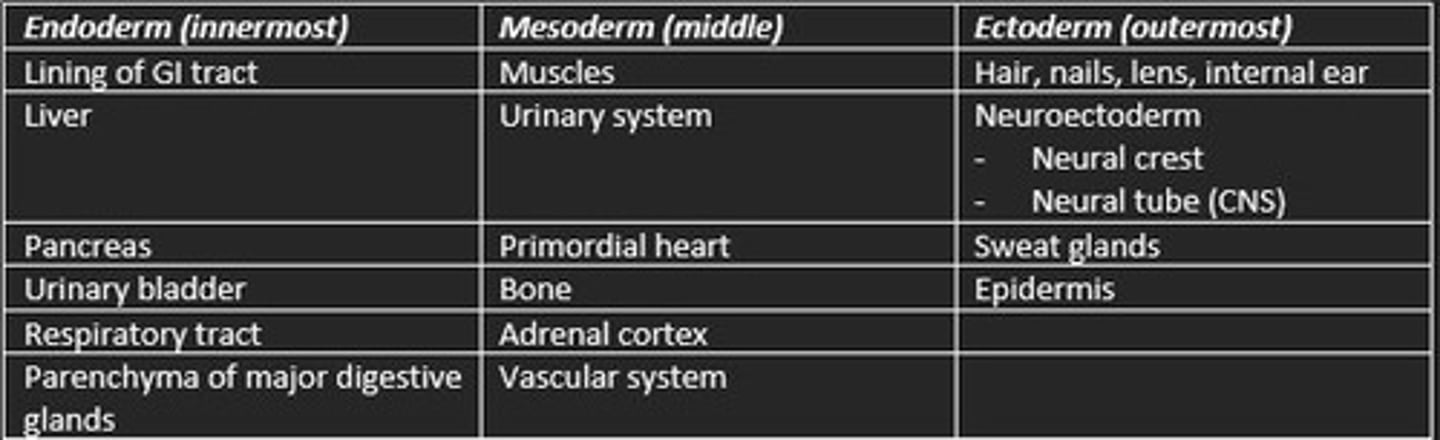 <p>Endoderm (inner)</p><p>- Respiratory tract</p><p>- Lining of GI tract</p><p>- Parenchyma of major digestive glands</p><p>Mesoderm (middle)</p><p>- Muscle</p><p>- Bone</p><p>- Urinary system</p><p>- Vascular system </p><p>Ectoderm (outer)</p><p>- Nervous tissue</p><p>- Sweat glands</p><p>- Epidermis</p>
