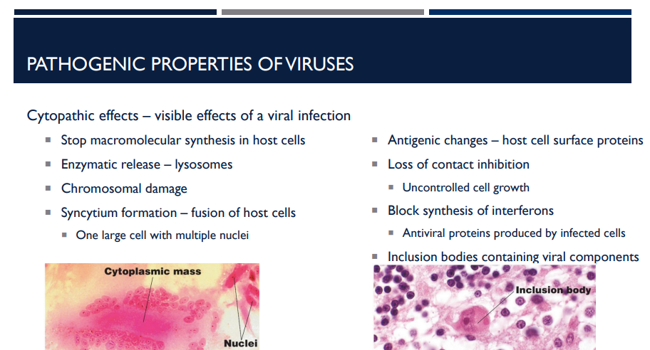 <p>Viral infection can cause ______ to rupture, releasing digestive enzymes that destroy the host cell.</p>