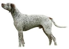 <p>Origin: France</p><p>Height range: 19-22 in</p><p>Weight range: 35-57 lb</p><p>Life span: 12-14 years</p>
