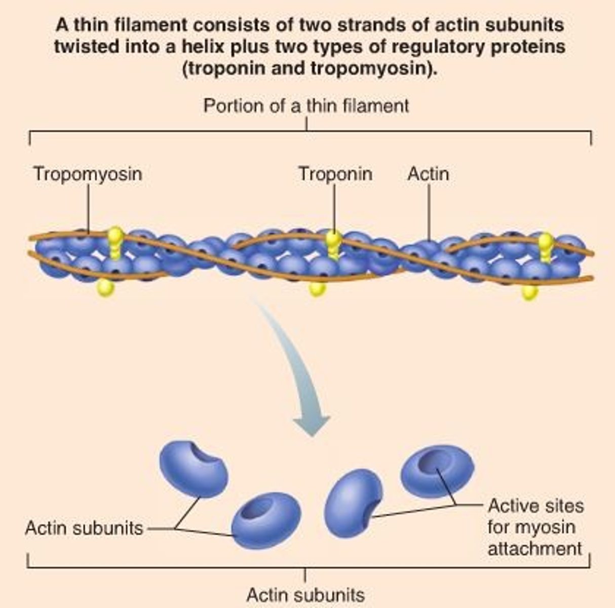 <p>Calcium binds to this--when calcium ions bind, the whole troponin-tropomyosin complex swivels and uncovers myosin binding sites</p>