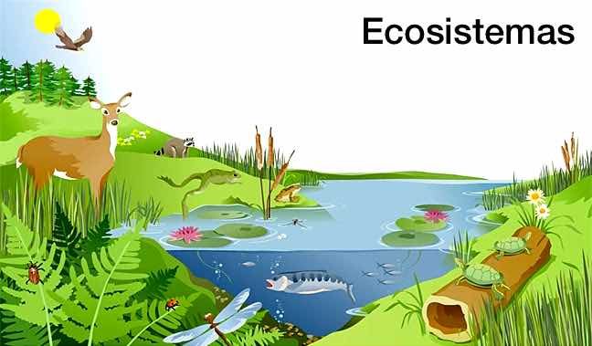<p>Elementos de un ecosistema:</p>