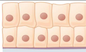 <p>what tissue is this </p>