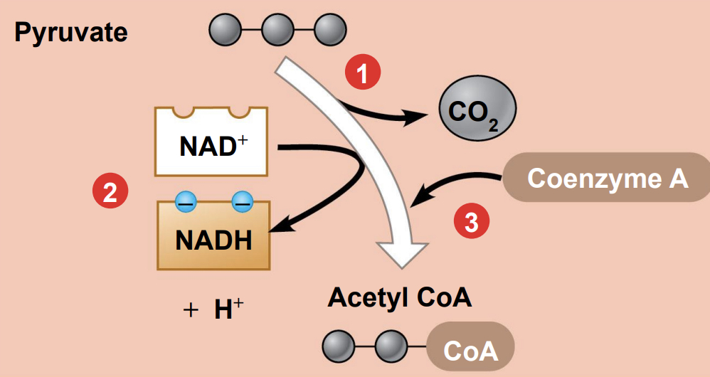 <p>each molecule of glucose makes , 2 molecules of pyruvate, so 2 are oxidized, thus 2 molecules of acetyl CoA are ready to enter the citric acid cycle</p>