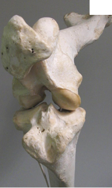 <ul><li><p>oval convex surface fits into hollow</p></li><li><p>angular movement</p></li><li><p>biaxial</p></li><li><p>femoro tibial, radiocarpal</p></li></ul><p></p>