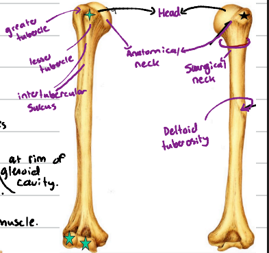 <p>The longest bone of the upper limb and the only “arm” bone. It articulates with scalpula proximally and with the radius and ulna distally.</p><p>Note: The head, anatomical neck, greater and lesser tubercle, intertubercular sulcus, surgical neck, deltoid tuberosity.</p><p>Also the 2 condyles and epicondyles which form ends of joints.</p>