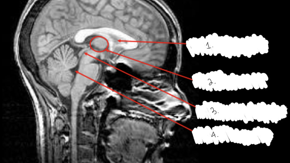 <p>label this diagram</p>