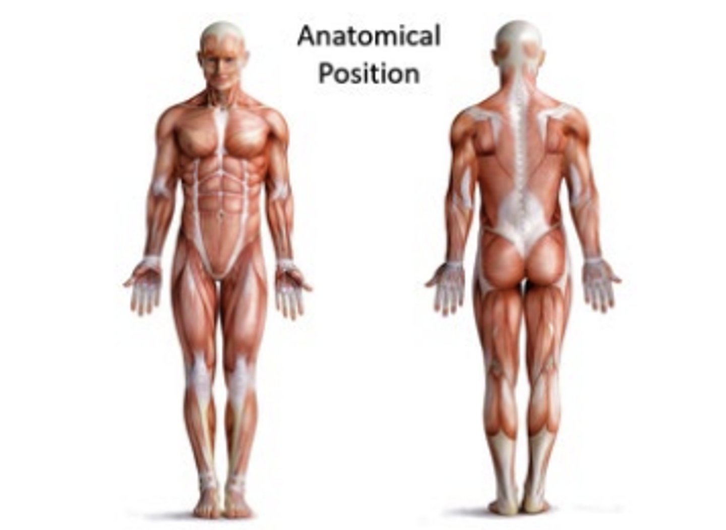 <p>is a standing position, head facing forward and the arms to the side.</p><p>Palms facing forward, fingers extended, thumbs pointing away from body</p><p>The feet spaced slightly apart with toes pointing forward</p>