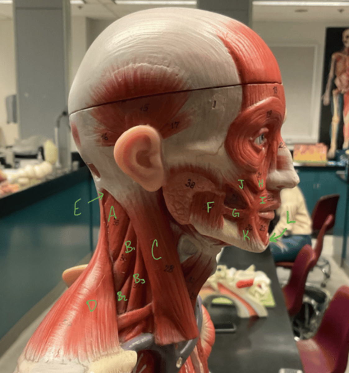 <p>orbicularis oris</p>