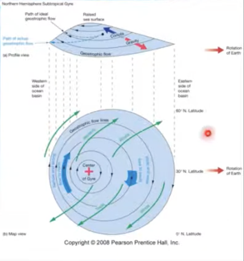 <p>• Ekman transport piles up water within subtropical gyres</p><p>• Surface water flows downhill (gravity) and</p><p>• Also to the right (Coriolis effect)</p><p>• Balance of downhill and to the right causes geostrophic flow around the “hill”</p>