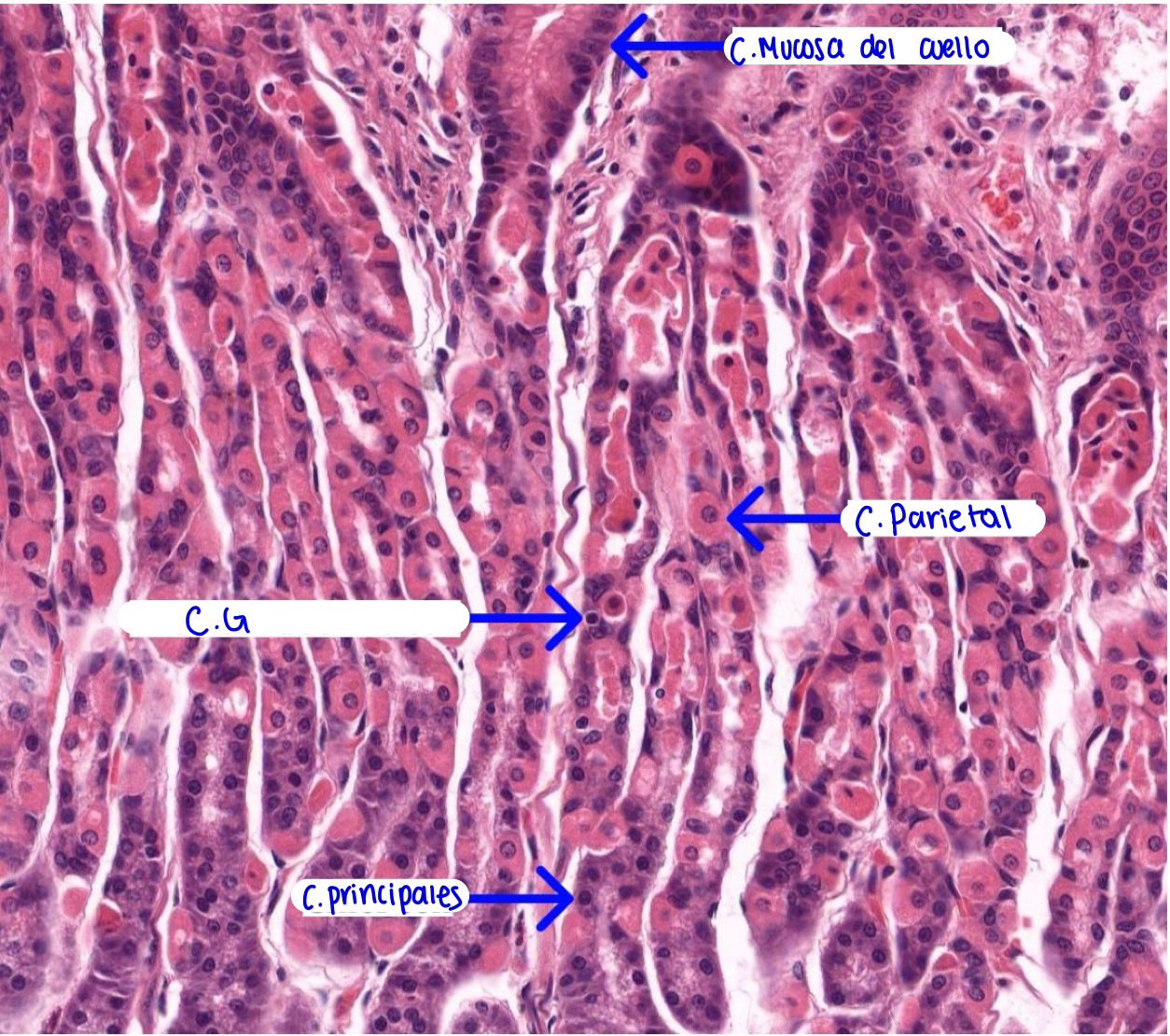 <p>Mucosa gástrica</p>