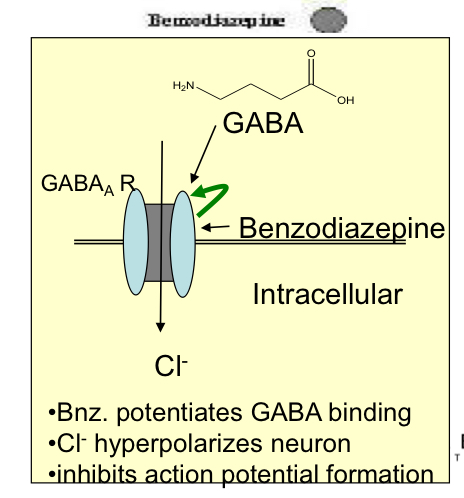 <p>Selective agonist on GABA A receptors, benzodiazepines modulate GABA A receptors opening frequency by changing/exposing GABA binding site and enhance responses to GABA by facilitating the opening of GABA-activated chloride channels as it binds more readily and inhibits neuronal excitability</p>
