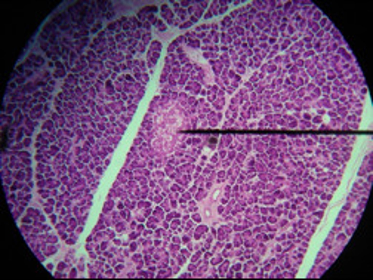 <p>Secretes: insulin, glucagon, somatostatin</p>