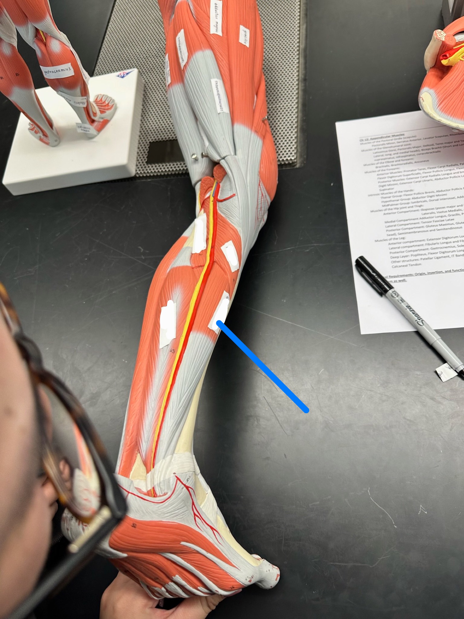 <p>ID muscle</p>