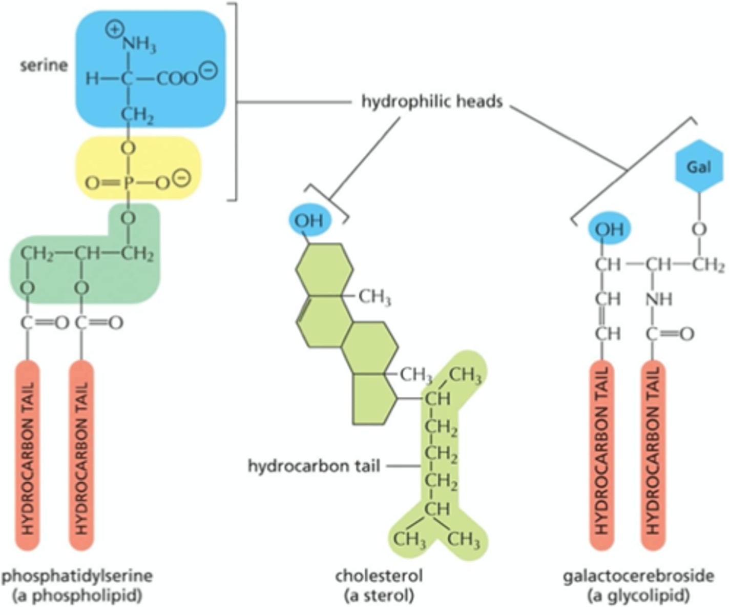 <p>- phosphatidylerine (a phospholipid)</p><p>- cholesterol (a sterol)</p><p>- galacerebroside (a glycolipid)</p>