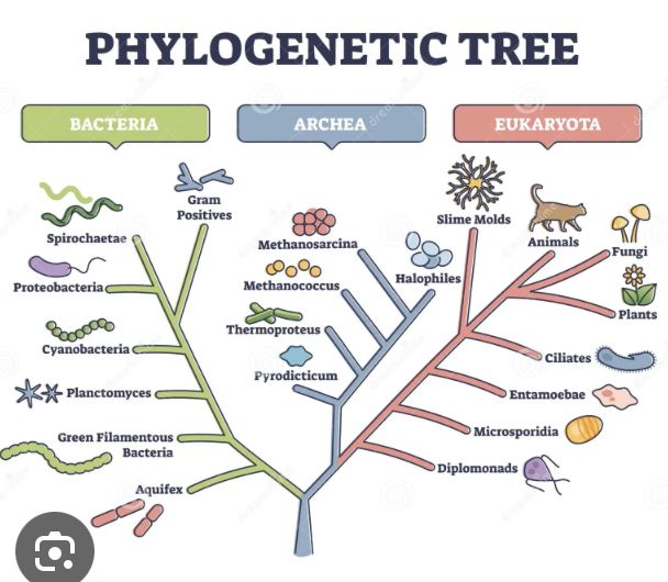 <p><span>è una </span><mark data-color="#ffffff" style="background-color: rgb(255, 255, 255); color: inherit;">rappresentazione grafica, a forma di albero, che mostra le relazioni evolutive tra diverse specie o gruppi di organismi, evidenziando la loro discendenza da un antenato comune. </mark></p><p><span><mark data-color="#f6f6f6" style="background-color: rgb(246, 246, 246); color: inherit;">i nodi rappresentano gli antenati comuni di specie o gruppi di organismi, il punto in cui si separano le diverse linee evolutive. </mark></span></p><p><span><mark data-color="#f6f6f6" style="background-color: rgb(246, 246, 246); color: inherit;">I rami rappresentano l'evoluzione delle singole specie o gruppi (taxa) e la loro divergenza da quell'antenato comune</mark></span></p>