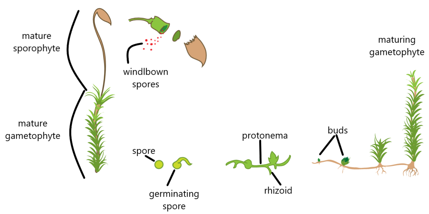 This is the life cycle of a: