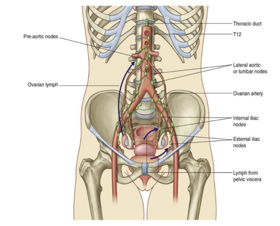 <ul><li><p>Lymphatics from most pelvic viscera mainly drain into lymph nodes along the internal &amp; external iliac arteries, as well as their associated branches, which drain into nodes associated with the common iliac arteries &amp; then into the lateral aortic or lumbar nodes associated with the lateral surfaces of the abdominal aorta </p></li><li><p>In turn, these lateral aortic or lumbar nodes drain into the lumbar trunks, which continue to the origin of the thoracic duct at approximately vertebral level T12 </p></li><li><p>Lymphatics from ovaries &amp; related parts of uterus/uterine tubes leave pelvic cavity superiorly</p></li></ul>