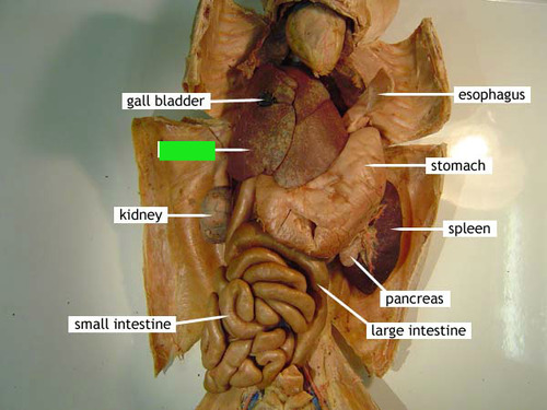 <p>Identify the structure at the green pointer box.</p>