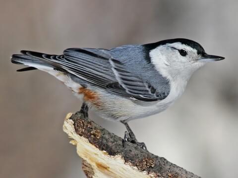<p>What bird is this?</p>