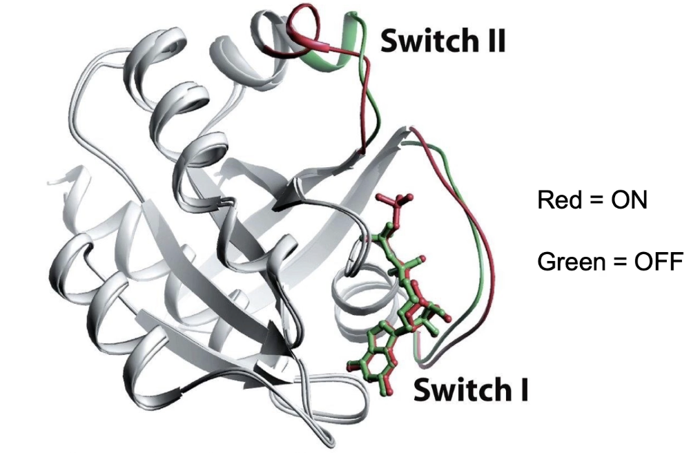<ul><li><p><strong>GEF (Guanine Nucleotide Exchange Factor):</strong></p><ul><li><p>Promotes GDP release</p></li><li><p>Facilitates GTP binding → activates G-protein</p></li></ul></li><li><p><strong>GAP (GTPase Activating Protein):</strong></p><ul><li><p>Enhances intrinsic GTPase activity (up to 100x)</p></li><li><p>Accelerates GTP hydrolysis → inactivates G-protein</p></li></ul></li><li><p><strong>GDI (Guanine Nucleotide Dissociation Inhibitor):</strong></p><ul><li><p>Increases GDP affinity to nucleotide-binding pocket</p></li><li><p>Keeps G-protein in inactive “OFF” state</p></li></ul></li></ul><p></p>