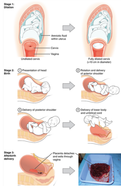 <p>parturition</p><p>•As contractions increase in intensity and frequency, the cervix is forced to dilate to a maximum of <strong>__ cm</strong></p><p>•Mother can increase abdominal pressure to add to contractions to deliver the baby</p><p>•Afterbirth is the delivery of the <strong><em>placenta</em></strong> as blood flow has stopped and it detaches</p>