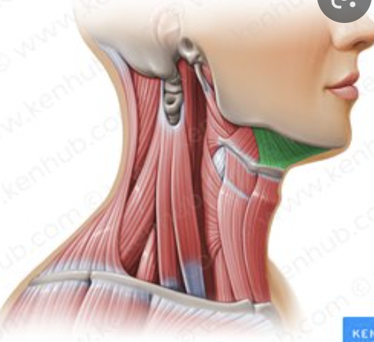 <p>origin : medial surface of mandible insertion : hyoid bone &amp; medium bone</p>