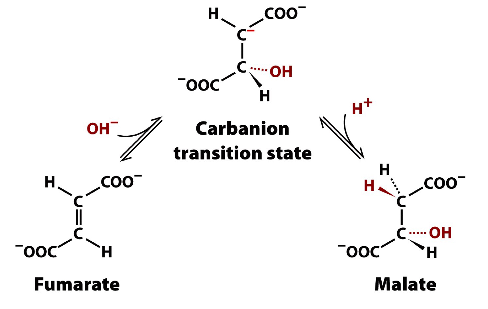 fumarase

stereospecific addition of water to the trans double bond of fumarate forms L-malate

metabolically reversible