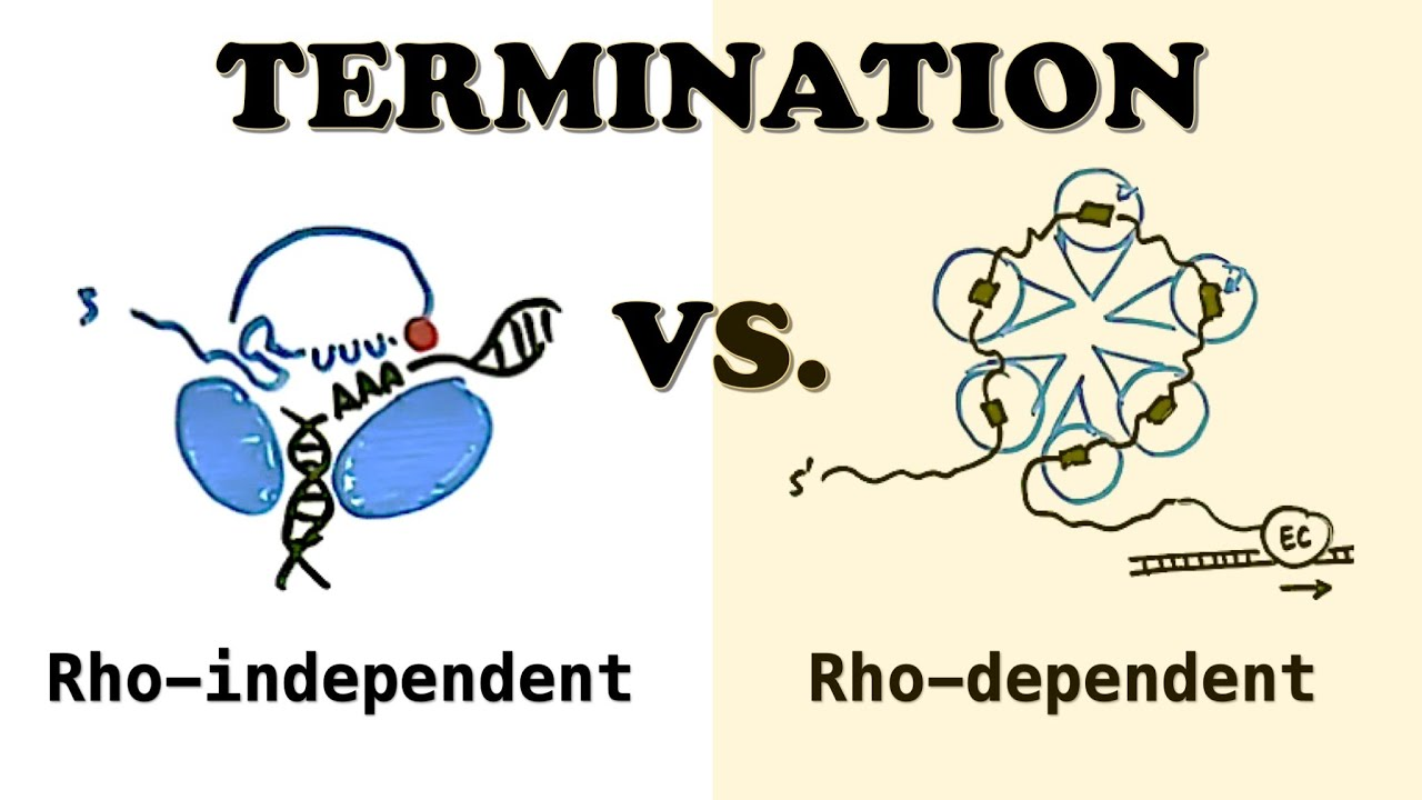 <p>Termination is the process of <strong>ending transcription</strong> — when <strong>RNA polymerase (RNAP)</strong> stops and <strong>detaches from DNA</strong>.</p><p class=""><strong>3 Main Types of Termination:</strong></p><p class=""><strong>1) Rho-Dependent Termination</strong></p><ul><li><p class="">Involves <strong>Rho</strong>, a ring-shaped protein.</p></li><li><p class="">Rho binds the RNA and <strong>uses ATP</strong> to travel along it.</p></li><li><p class="">When Rho <strong>catches up</strong> to RNAP, it causes RNAP to <strong>fall off the DNA</strong>.</p></li></ul><p class=""><strong>2) Rho-Independent Termination (Intrinsic Termination)</strong></p><ul><li><p class="">RNA forms a <strong>GC-rich hairpin</strong> followed by a <strong>string of U’s</strong> (poly-U tail).</p></li><li><p class="">This structure <strong>disrupts RNAP</strong>, causing it to <strong>detach</strong>.</p></li><li><p class="">Happens in about <strong>50% of bacterial transcripts</strong>.</p></li></ul><p class=""><strong>3) TRCF-Mediated Termination (Transcription Repair Coupling Factor)</strong></p><ul><li><p class=""><strong>TRCF</strong> is another ATP-powered ring-like protein.</p></li><li><p class="">It moves <strong>along DNA</strong>, searching for stalled RNAP.</p></li><li><p class="">If it finds one, it <strong>knocks it off</strong>, ending transcription.</p></li></ul><p class=""><strong>Key Reminder:</strong><br>Transcription <strong>officially ends</strong> when <strong>RNAP leaves the DNA template</strong>.</p>