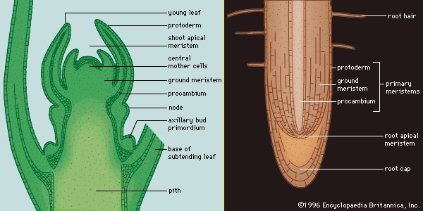 the growing point of the tip of the root and stem in vascular plants