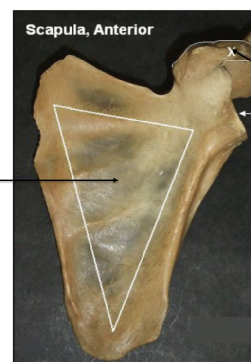 <p>right scapula</p>