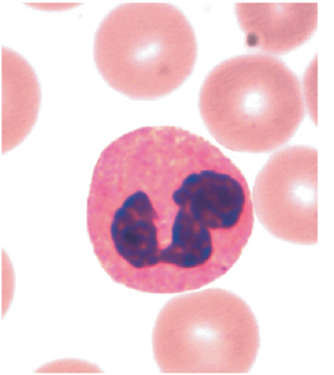 <p>“ewie”</p><p><span><span>Red color</span><span><br></span><span>Bi-Lobe</span><span><br></span><span>fight parasites</span></span></p>