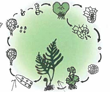 <p>on the figure below, label the following</p><p>a) sporophyte</p><p>b) where meiosis occurs</p><p>c) spore release</p>