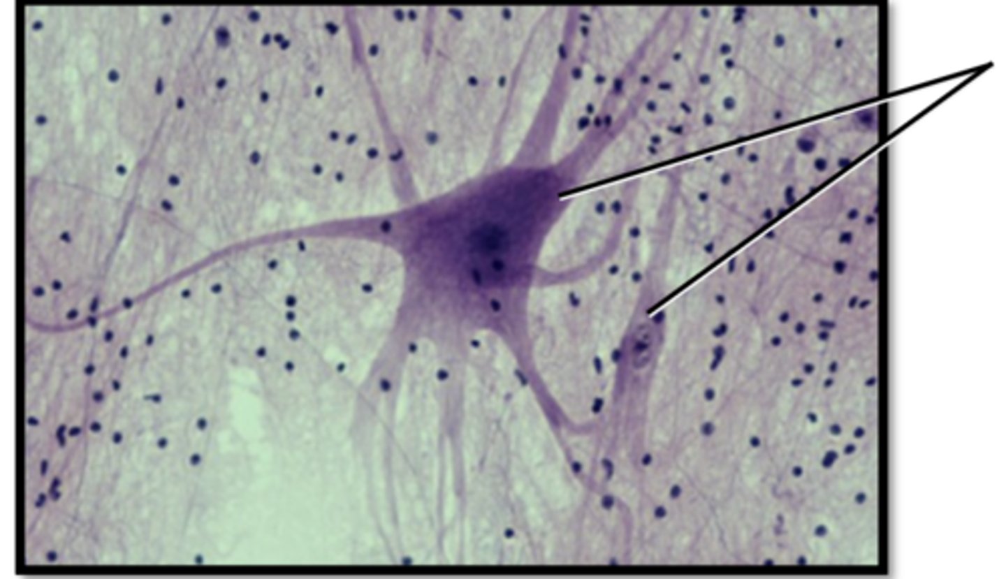 <p>Name this tissues function</p>