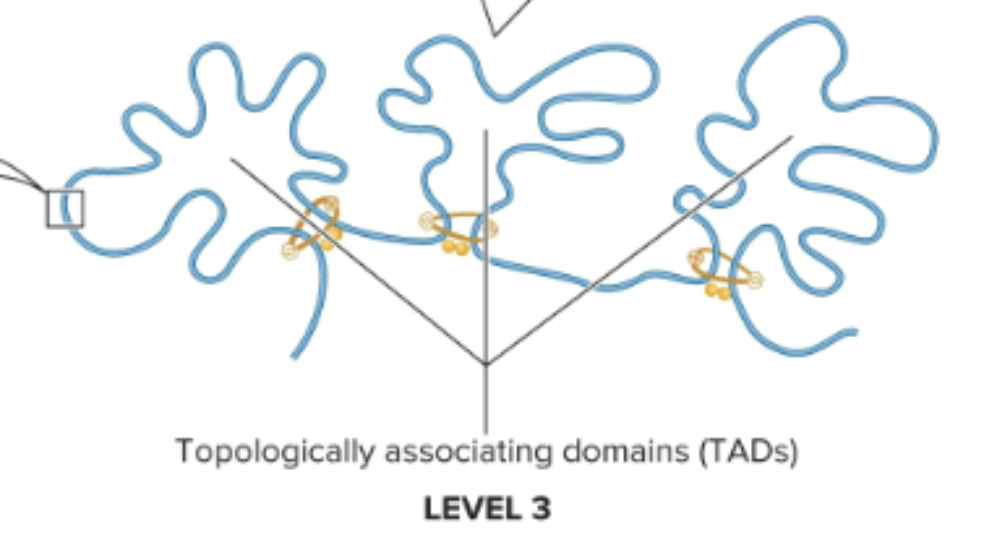 <ul><li><p>Topologically associating domains (TADs)</p></li><li><p>Loops are formed by 2 proteins:</p><ul><li><p>SMC proteins: form a dimer that can wrap itself around two DNA segments and promote the formation of a loop</p></li><li><p>CCCTC binding factor (CTCFs): two of them bind to dna and bind to each other to stabilize loop </p></li></ul></li></ul><p></p>