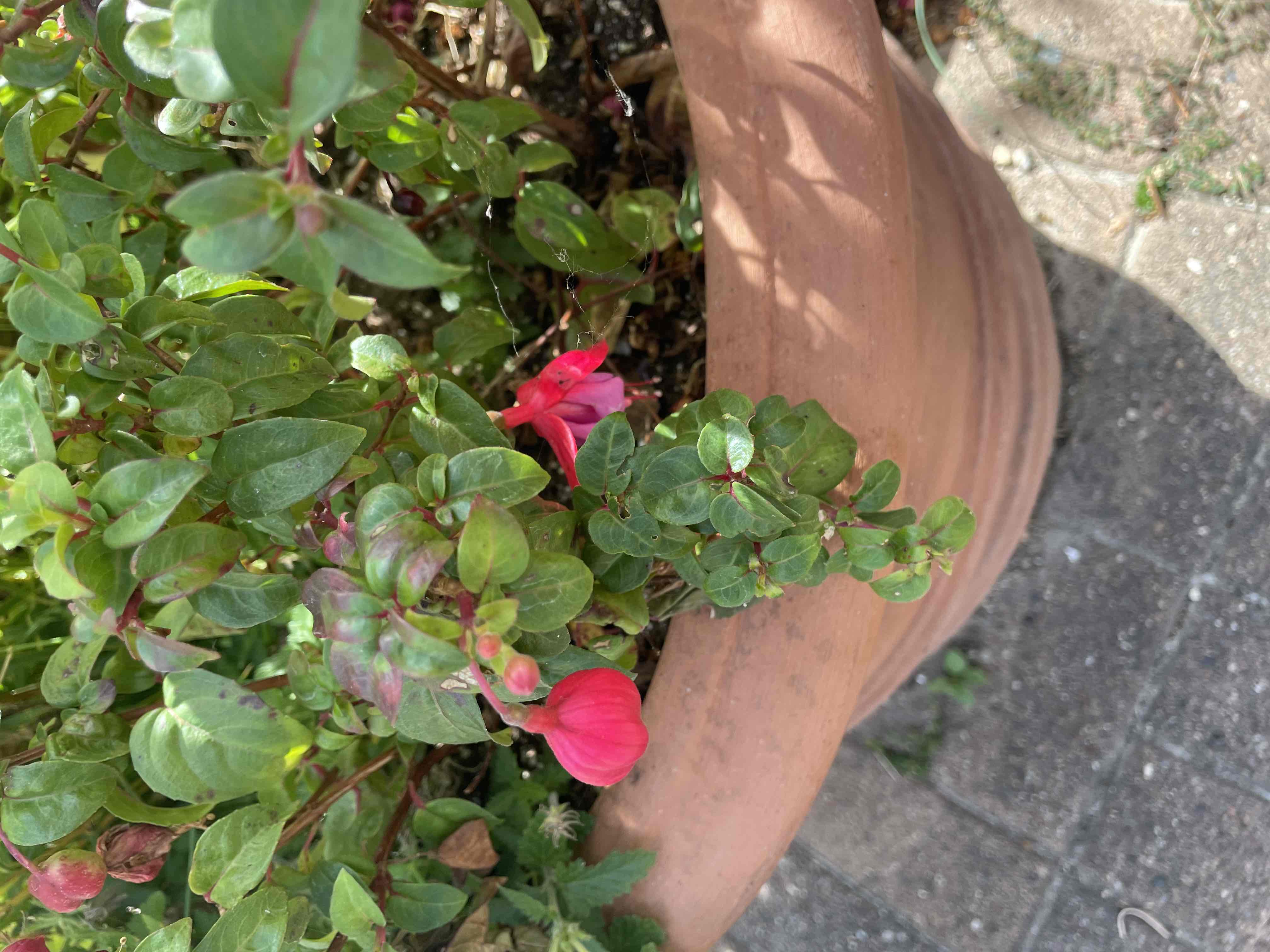 <p>Fuschia x hybrida</p>