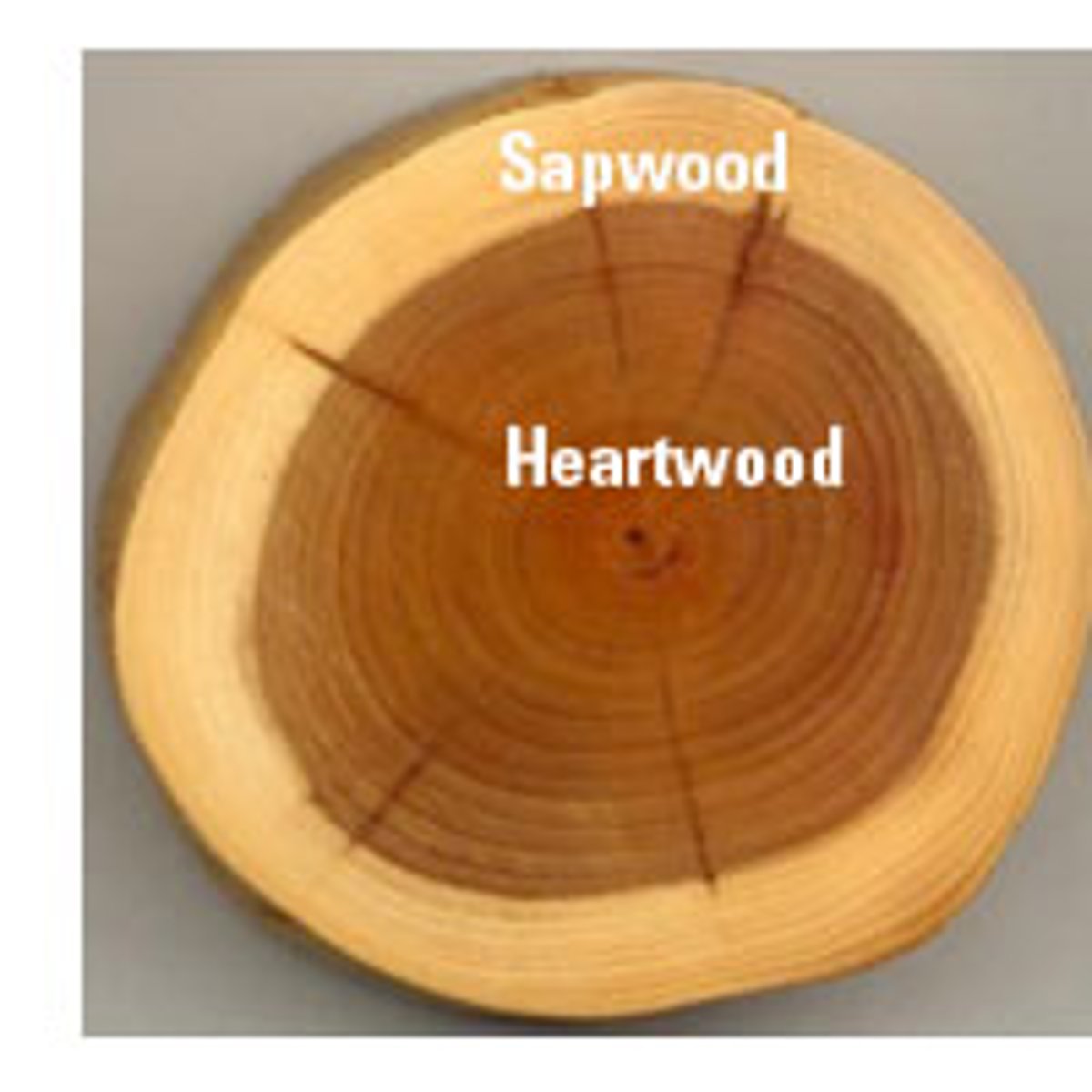 <p>darker in color, innermost portion does not conduct water, has antimicrobial compounds</p>