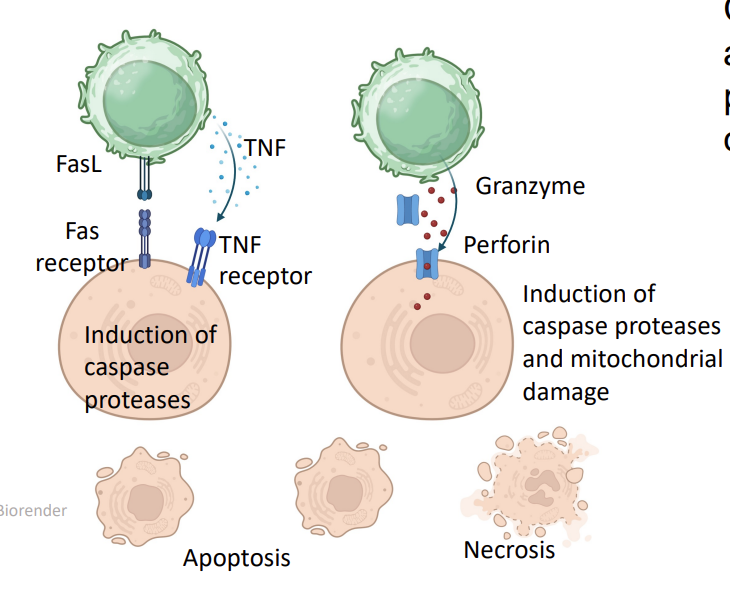 <ul><li><p>CTLs recognize and kill cells that are <mark data-color="#b9ebff" style="background-color: rgb(185, 235, 255); color: inherit;">infected </mark>by <mark data-color="#c6e1ff" style="background-color: rgb(198, 225, 255); color: inherit;">intracellular</mark> pathogens (viruses, some bacteria) or are <mark data-color="#d5ddff" style="background-color: rgb(213, 221, 255); color: inherit;">transformed </mark>(cancer cells)</p></li><li><p>this leads to secretion of <strong>cytotoxic cytokines </strong>e.g. Tumour Necrosis Factor (TNF)- induction of caspase proteases → apoptosis </p></li><li><p>Fas ligand (TNF homologue) binds to Fas (TNF receptor homologue)</p></li><li><p>CTL can also secrete <strong><u>perforin and granzymes →necrosis </u></strong></p></li></ul><p></p>
