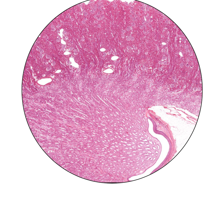 <p>Label the renal cortex of the kidney </p>