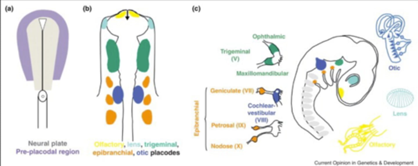 <p>Ectoderm forms neural plate folding into neural groove. This results in neural folds which fuse together. Full fusion results in formation of neural tube which form CNS.</p><p>The neural plate also forms the neural crest, cells of which will later migrate to different parts of the body and become most of the cells in the PNS.</p>