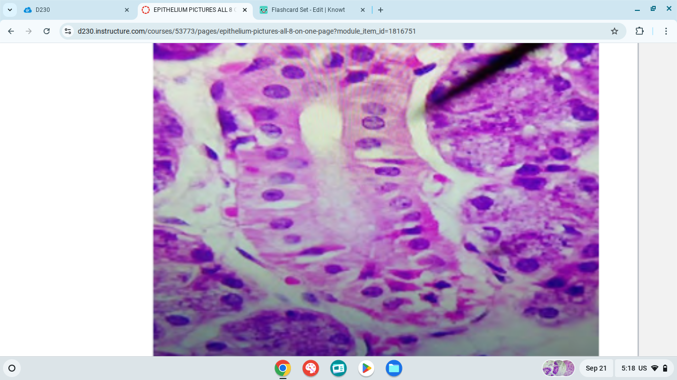 knowt flashcard image