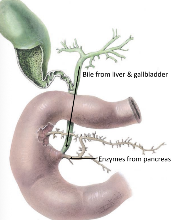<p>region of small intestine</p><ul><li><p>C-shaped region</p></li><li><p>first 10 inches of small intestine</p></li><li><p>retroperitoneal</p></li><li><p>duodenal papilla</p><ul><li><p>opening in ________</p></li><li><p>bile from common bile duct</p></li><li><p>enzymes from pancreatic duct</p></li></ul></li></ul><p></p>