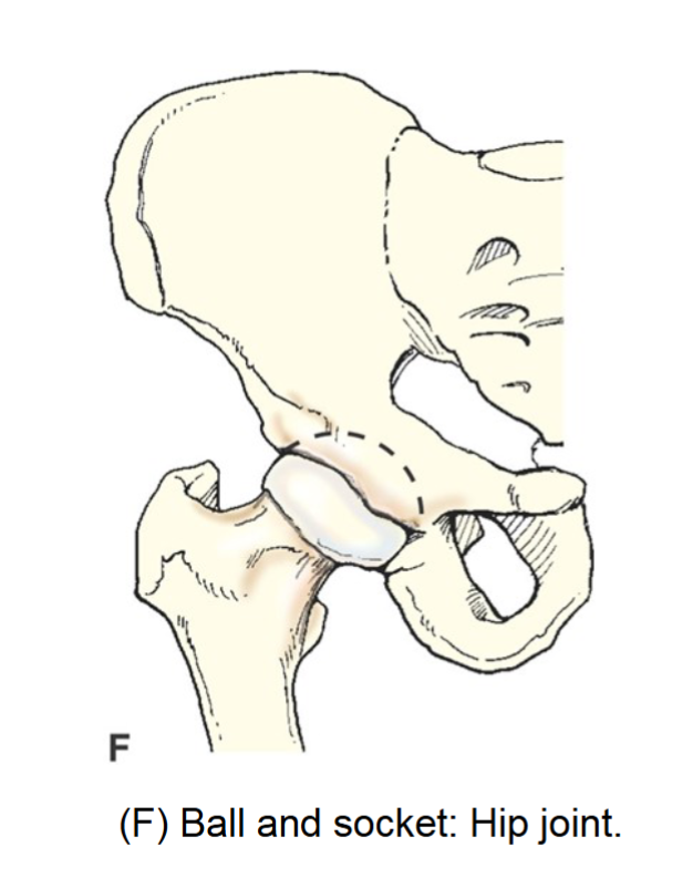 <p>ball and socket joint </p>