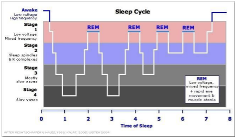 <p>looking at the table attached, on the y-axis we have the stages of sleep, on the x-axis are the hours of sleep</p><ul><li><p>as we fall asleep we enter stage 1 which is high frequency and low amplitude sleep</p></li><li><p>as we progress through stages 1-4 sleep becomes deeper. stage 4 sleep is characterised by delta waves and is the deepest sleep stage, its difficult to wake up at this point. heart rate and blood pressure fall and muscles are very relaxed. we are in stage 4 for about 30 minutes</p></li><li><p>we’ve been asleep for about an hour all together. then we start to ascend back through these stages in reverse order, after just over an hour, we enter REM sleep</p></li><li><p>this completes one cycle</p></li></ul><p></p><p>there are significant individual differences between people so each sleep cycle will differ. sleep cycles also differ with age</p>