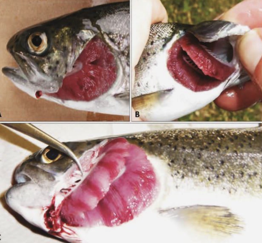 <p><strong>Amoebic Gill Disease (AGD)</strong></p><p><strong>Causative agent:</strong><br><strong><mark data-color="red" style="background-color: red; color: inherit;">Neoparamoeba perurans</mark></strong></p><p><strong>Hosts:</strong><br><strong>Marine fish</strong>, especially <strong>Atlantic salmon</strong> (other salmonids)</p><p><strong>Localization:</strong><br>Gills → may become <strong>systemic</strong> in chronic cases</p><p><strong>Life cycle (important exam clarification)</strong></p><ul><li><p>Exists mainly as a <strong>trophozoite (trophont)</strong></p></li><li><p><strong>Divides by binary fission</strong></p></li><li><p>Can <strong>survive freely in seawater</strong></p></li><li><p><strong>No well-defined cyst → theront cycle</strong> like Ich or Velvet<br><span>👉</span> Examiners usually accept:</p></li></ul><figure data-type="blockquoteFigure"><div><blockquote><p>“Direct life cycle with free-living and parasitic trophozoites”</p></blockquote><figcaption></figcaption></div></figure><p></p><p><strong>Clinical signs:</strong></p><ul><li><p>Lethargy, ↓ swimming, ↓ feeding & growth</p></li><li><p>Respiratory distress</p></li><li><p>Progressive <strong>epithelial hyperplasia</strong> and ↑ mucus on gills</p></li></ul><p><strong>Pathogenesis:</strong></p><ul><li><p>Chronic but <strong>rapidly progressive</strong></p></li><li><p>Severe gill hyperplasia → impaired <strong>respiration, osmoregulation & circulation</strong></p></li><li><p><strong>High mortality (up to 85%)</strong></p></li></ul><p><strong>Diagnosis:</strong></p><ul><li><p>Macroscopic gill lesions</p></li><li><p>Microscopic examination of gill scrapings</p></li></ul><p><strong>Prevention / Therapy:</strong></p><ul><li><p><strong>Freshwater baths</strong>, <strong>hydrogen peroxide baths</strong></p></li><li><p>Management: functional feeds, selective breeding</p></li><li><p><strong>No effective commercial vaccine</strong></p></li></ul><p></p><p><strong>Nodular Gill Amoebic Infestation (NGD)</strong></p><p><strong>Causative agents:</strong><br>Various <strong>amoebae</strong> (not <em>Neoparamoeba perurans</em>)</p><p><strong>Hosts:</strong><br><strong>Freshwater fish</strong>, especially <strong>rainbow trout</strong></p><p><strong>Localization:</strong><br>Gills</p><p><strong>Life cycle</strong></p><ul><li><p><strong>Direct life cycle</strong></p></li><li><p><strong>Trophozoites divide by binary fission</strong></p></li><li><p>Free-living and parasitic forms</p></li><li><p>No obligate cyst stage required for transmission</p></li></ul><p></p><p><strong>Clinical signs:</strong></p><ul><li><p>Reduced activity, abnormal swimming</p></li><li><p>Respiratory distress</p></li><li><p>Reduced growth</p></li><li><p><strong>White nodular lesions</strong> on gill filaments</p></li><li><p>Increased mucus</p></li></ul><p><strong>Pathogenesis:</strong></p><ul><li><p>Chronic course</p></li><li><p><strong>Epithelial hyperplasia</strong> → partial or complete <strong>lamellar fusion</strong></p></li><li><p>Mortality occurs <strong>weeks after onset</strong></p></li></ul><p><strong>Diagnosis:</strong></p><ul><li><p><strong>Wet mount examination</strong> of gills</p></li></ul><p><strong>Prevention / Therapy:</strong></p><ul><li><p><strong>Formalin treatments</strong></p></li><li><p><strong>Salt baths</strong></p></li></ul><p></p><p><span><span>extra for comparing: Amoebic gill disease is caused by </span></span><em>Neoparamoeba perurans</em><span><span> in marine salmonids and is highly lethal, whereas nodular gill disease affects freshwater fish, is caused by other amoebae, and is usually more chronic.</span></span></p>