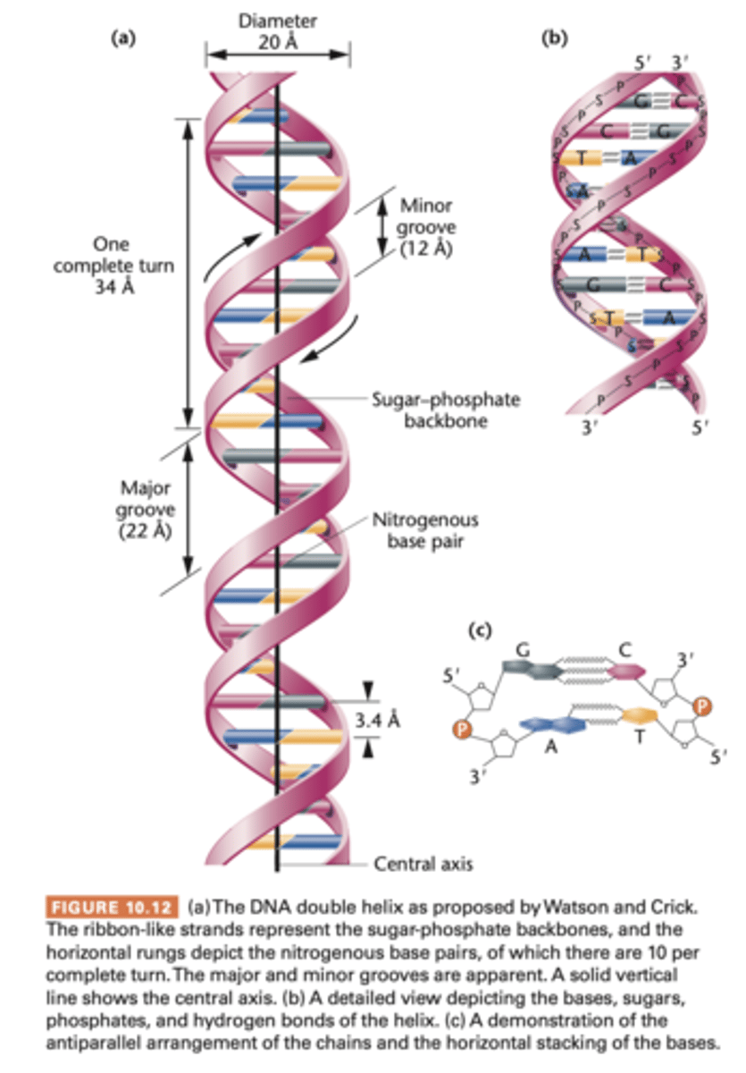 <p>analysis of DNA structure in 1953, by building models based on above-mentioned parameters, arrive at the double helical form of DNA </p><p>following major features: </p><p>1. 2 long polynucleotide chains are coiled around a central axis, forming a right handed double helix </p><p>2. the 2 chains are antiparallel, their C-5' to C-3' orientations run in opposite directions </p><p>3. bases of both chains are flat structures lying perpendicular to axis; are 'stacked' on one another, on inside of double helix </p><p>4. the nitrogenous bases of opposite chains are paired as the result of the formation of hydrogen bonds; in DNA only A-T and C-G pairs occur </p><p>5. Each complete turn of helix is 3.4nm long; thus, each turn of the helix is the length of a series of 10 base pairs </p><p>6. a larger major groove alternating with a smaller minor groove winds along the elnegth of the molecule </p><p>7. the double helix has a diameter of 2.0nm </p><p>AT CG complementarity, results from chemical affinity that makes H bonds </p><p>-nitrogenous hydrophobic on inside</p><p>- sugar phosphate backbones on outside hydrophilic </p>