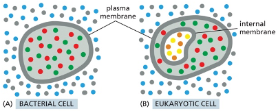 <ul><li><p>Is a selective barrier around the cell that compartmentalizes the area around the cell. Prevent molecules on one side from freely mixing wiht those on the other side </p></li><li><p>in some bacteria the plasma membrane is the only membrane that they have </p></li><li><p>eukaryotic cells: also have internal membranes that enclose individual organelle</p></li></ul><p></p><p></p>