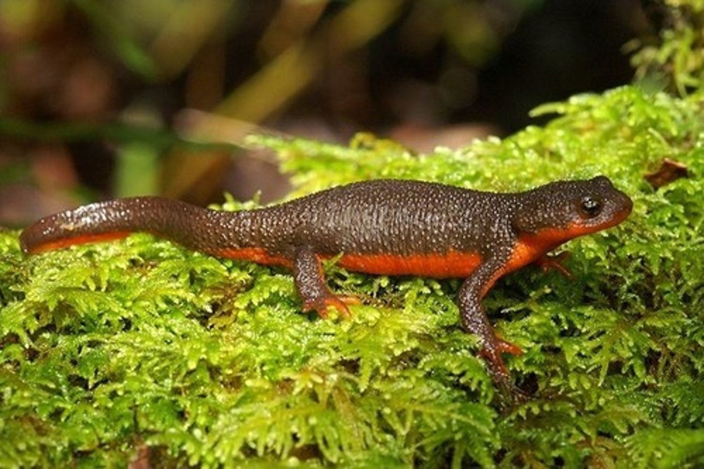 <p>Rough-skinned Newt</p>